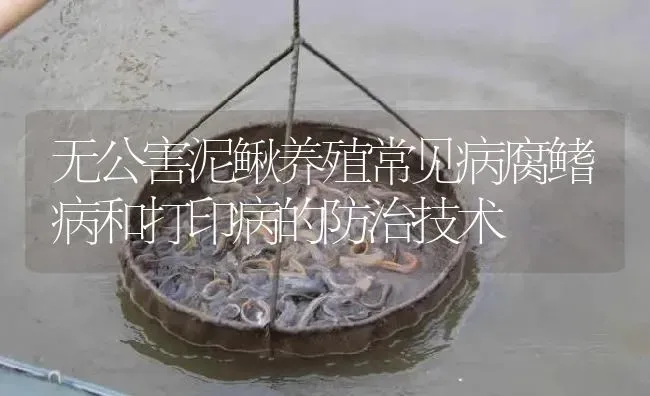 无公害泥鳅养殖常见病腐鳍病和打印病的防治技术 | 淡水养殖