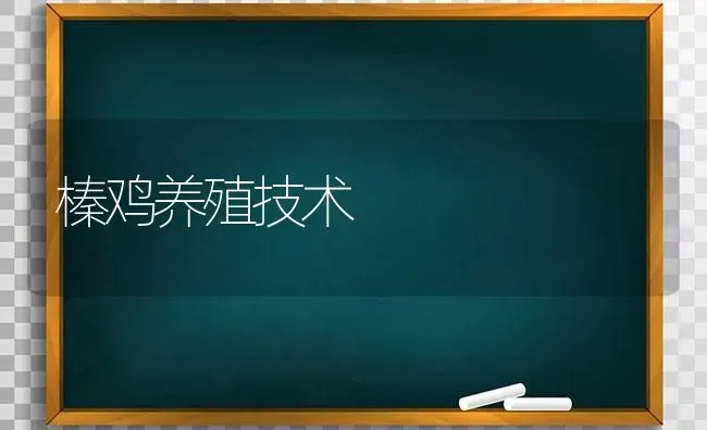 榛鸡养殖技术 | 家禽养殖