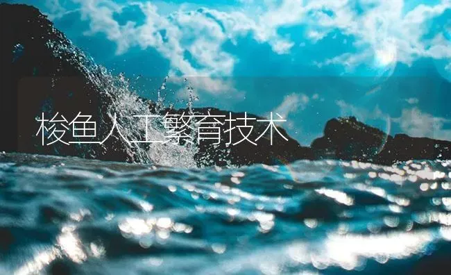 梭鱼人工繁育技术 | 海水养殖