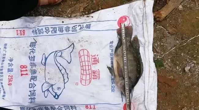 罗非草鱼混养，九成罗非塘头卖到4块8！
