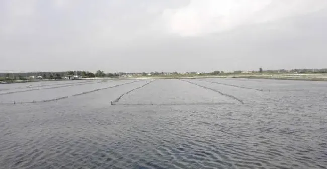 梅雨季节，河蟹塘三大核心养殖问题及解决措施