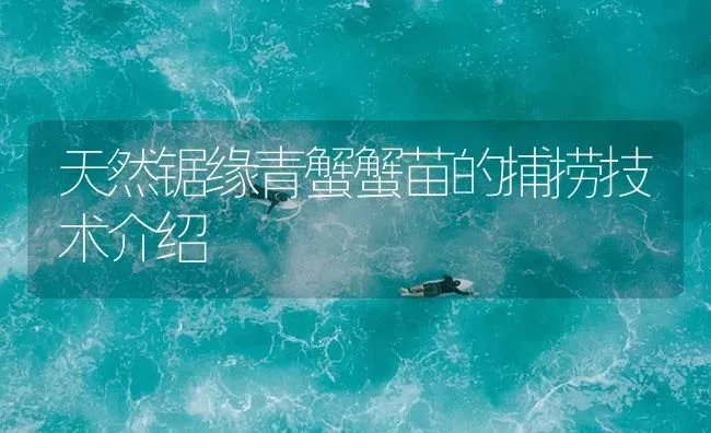 天然锯缘青蟹蟹苗的捕捞技术介绍 | 海水养殖