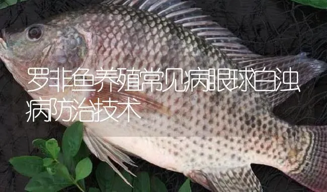 罗非鱼养殖常见病眼球白浊病防治技术 | 淡水养殖