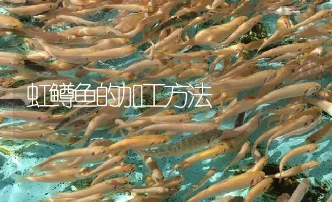 虹鳟鱼的加工方法 | 淡水养殖