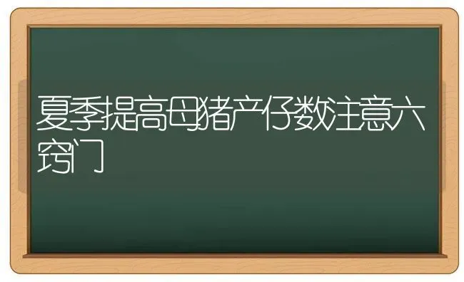 夏季提高母猪产仔数注意六窍门 | 家畜养殖