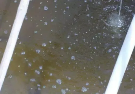 南美白对虾虾塘14种水色优劣判别与水质常见问题处理