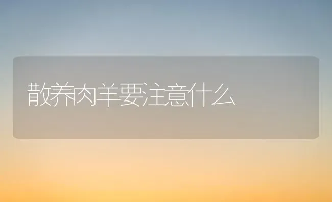 散养肉羊要注意什么 | 家畜养殖