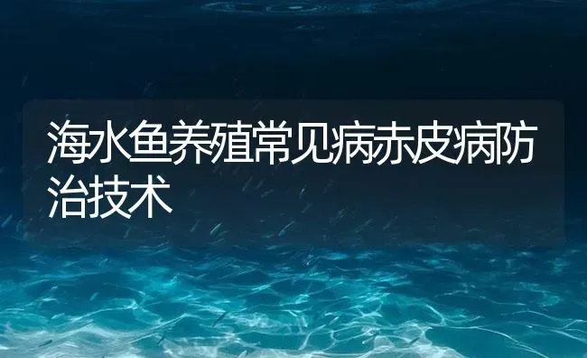 海水鱼养殖常见病赤皮病防治技术 | 养殖病虫害防治