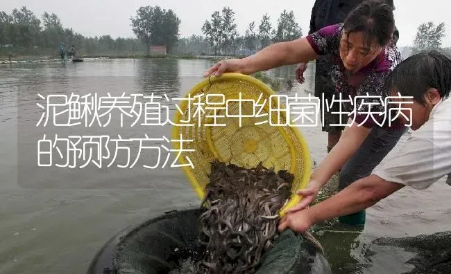 泥鳅养殖过程中细菌性疾病的预防方法 | 淡水养殖