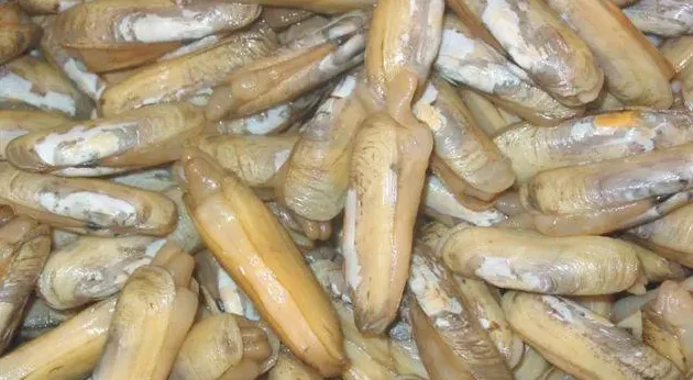 缢蛏规模化苗种培育技术报告