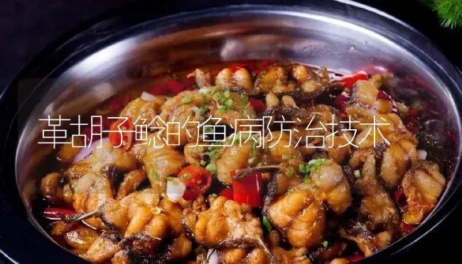 革胡子鲶的鱼病防治技术 | 淡水养殖