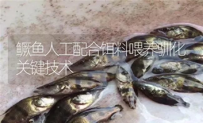 鳜鱼人工配合饵料喂养驯化关键技术 | 淡水养殖