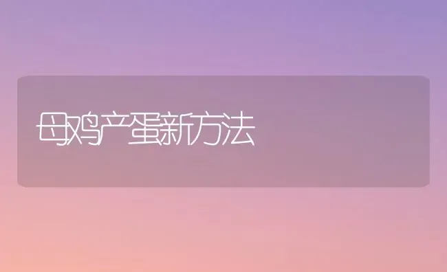 母鸡产蛋新方法 | 家禽养殖