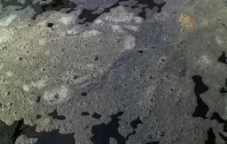 南美白对虾虾塘14种水色优劣判别与水质常见问题处理