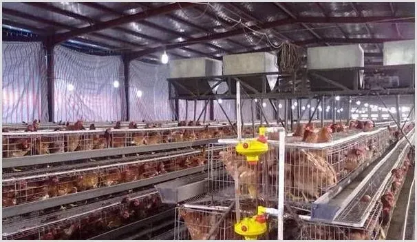 鸡舍四季通风管理措施，养鸡户要了解注意！ | 农业养殖技术