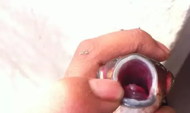 养鱼户怎样用肉眼诊断疾病