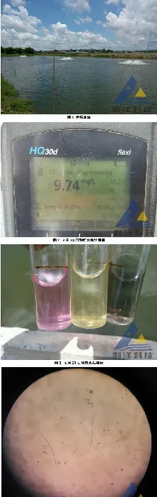 南美白对虾急性气泡病死亡