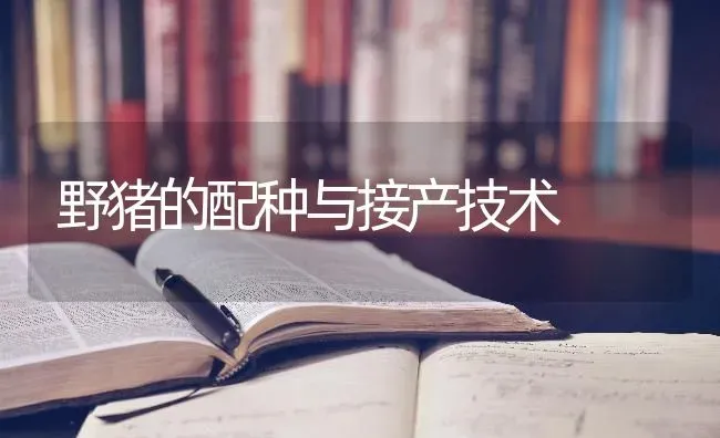 野猪的配种与接产技术 | 家畜养殖