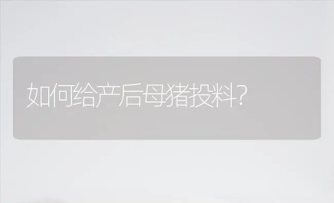 如何给产后母猪投料？ | 家畜养殖