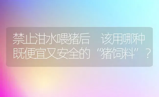 禁止泔水喂猪后 该用哪种既便宜又安全的“猪饲料”？ | 家畜养殖