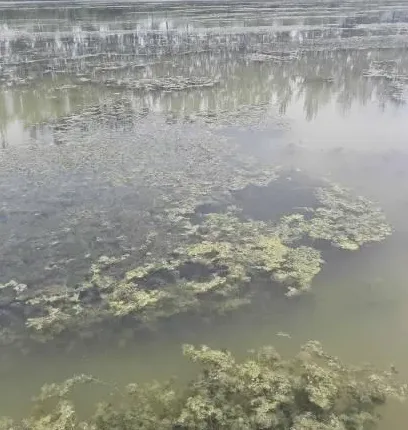 梅雨季节，河蟹塘三大核心养殖问题及解决措施