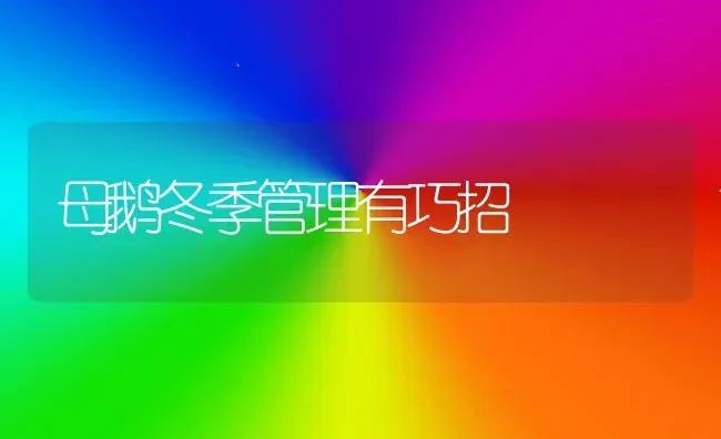 母鹅冬季管理有巧招 | 家禽养殖