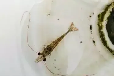 冬棚对虾养殖过程中水质管理的重中之重：稳！