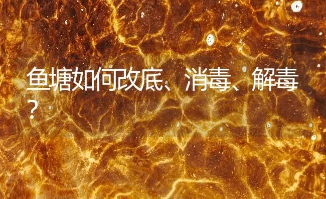 鱼塘如何改底、消毒、解毒？ | 动物养殖百科