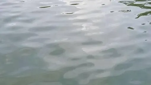 藻初元+氨基肽肥调理南美白对虾塘黄浊水