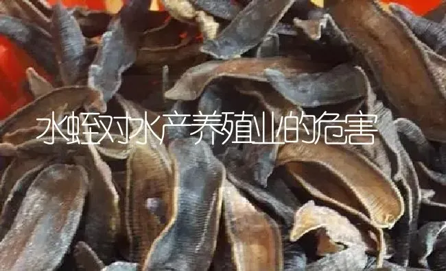 水蛭对水产养殖业的危害 | 特种养殖