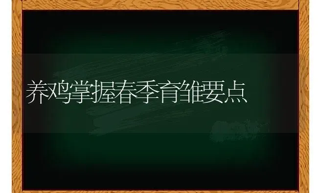 养鸡掌握春季育雏要点 | 家禽养殖