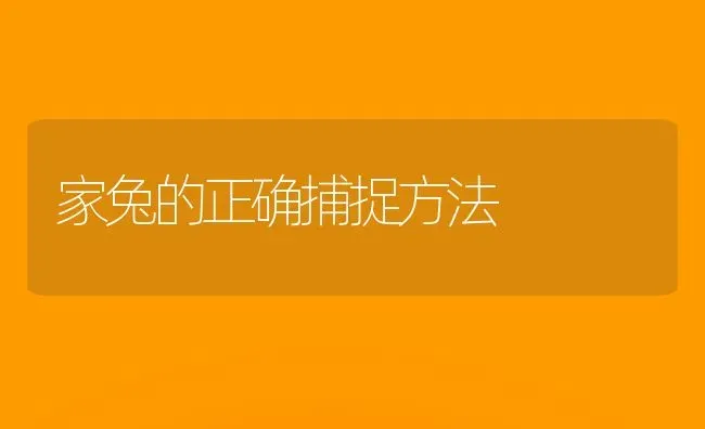 家兔的正确捕捉方法 | 家畜养殖