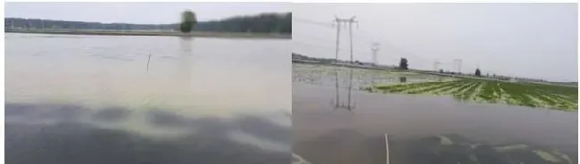 梅雨季节，河蟹塘三大核心养殖问题及解决措施