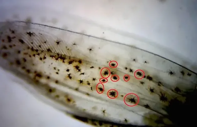 粤海罗工教你如何科学分辨南美白对虾苗的质量好坏