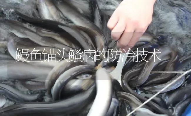 鳗鱼锚头鳋病的防治技术 | 淡水养殖