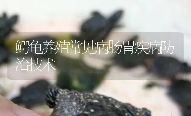 鳄龟养殖常见病肠胃疾病防治技术 | 淡水养殖