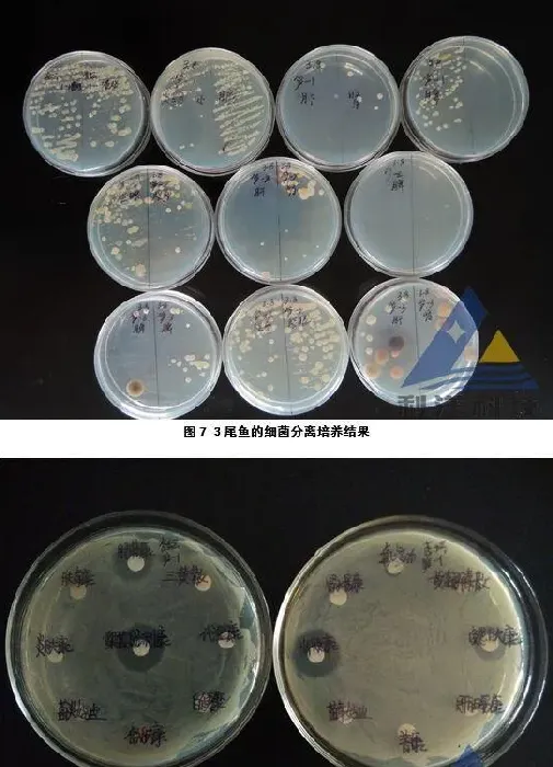 拉网后感染嗜水气单胞菌引起笋壳鱼烂身、死亡一例