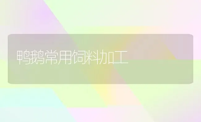 鸭鹅常用饲料加工 | 家禽养殖