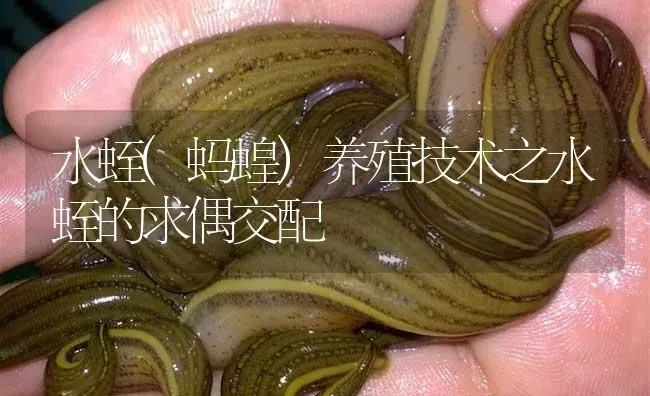 水蛭(蚂蝗)养殖技术之水蛭的求偶交配 | 特种养殖