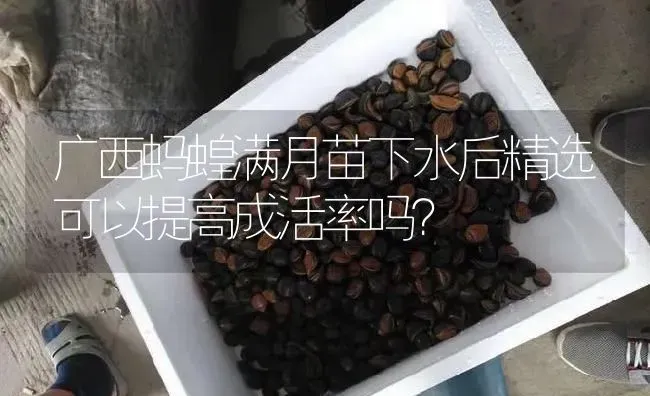 广西蚂蝗满月苗下水后精选可以提高成活率吗？ | 特种养殖