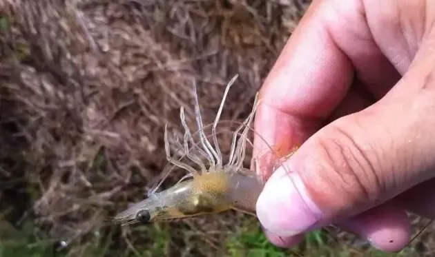 雨后晴天南美白对虾养殖户如何处理黄鳃病