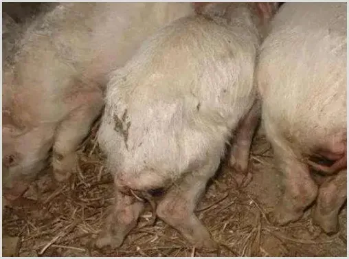 仔猪顽固性腹泻症状及治疗方法 | 养殖知识