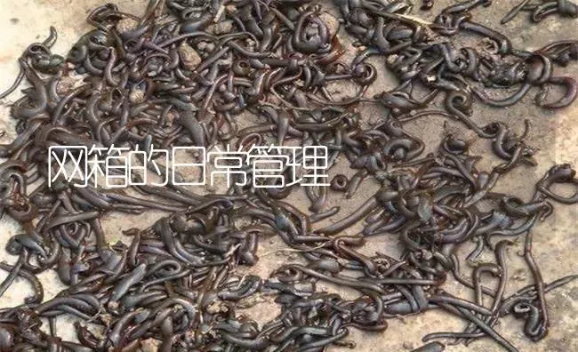 网箱的日常管理 | 特种养殖