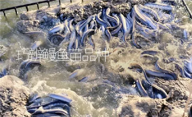 巧辨鳗鱼苗品种 | 淡水养殖