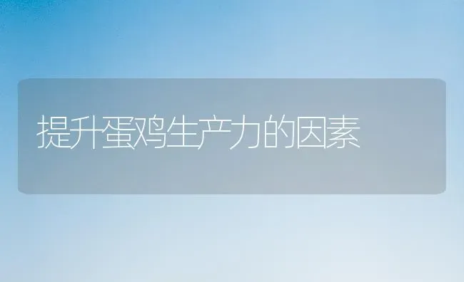 提升蛋鸡生产力的因素 | 家禽养殖