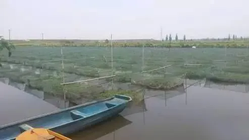 黄鳝网箱养殖的分析要点及面临的问题