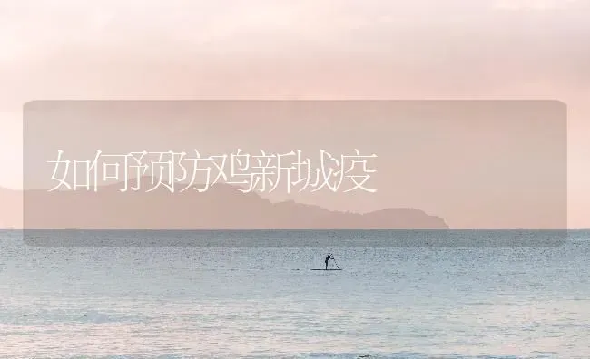 如何预防鸡新城疫 | 家禽养殖