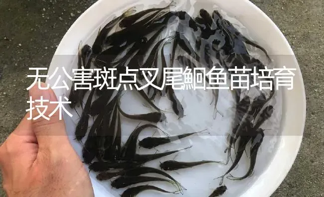 无公害斑点叉尾鮰鱼苗培育技术 | 淡水养殖