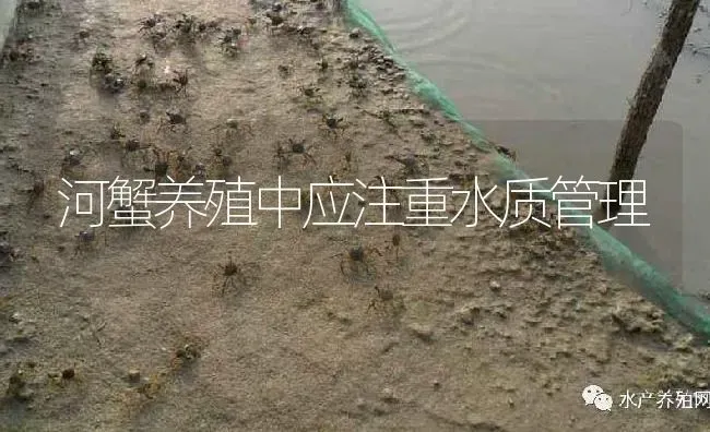 河蟹养殖中应注重水质管理 | 淡水养殖