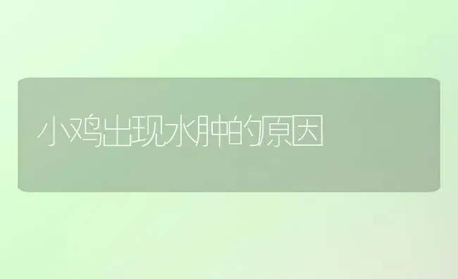 小鸡出现水肿的原因 | 家禽养殖